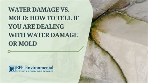 Water Damage vs. Mold: What Are Their Differences?