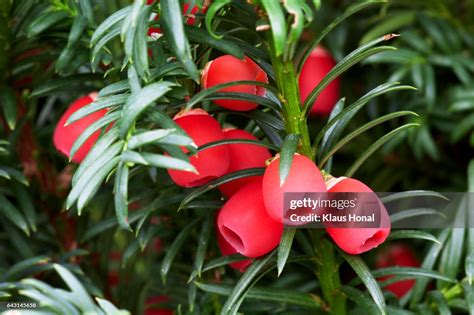 Common Yew Or European Yew Tree With Ripe Berries In Autumn High Res