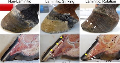 Penn Vet Laminitis Lab Photo Gallery