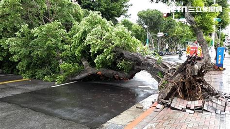 台北市士林區路樹突倒地「地磚都掀起」！警方緊急雙向管制 生活 三立新聞網 Setncom