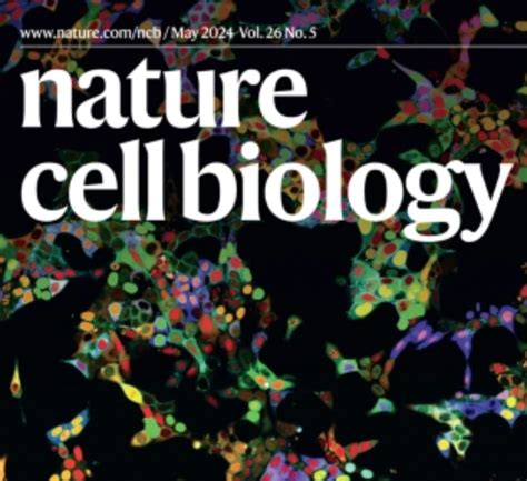 Nat Cell Biolに掲載 東北大学大学院医学系研究科抗体創薬学分野