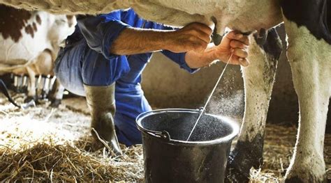 Milk Production । पशुपालकांनो स्वच्छ दूध उत्पादनासाठी घ्या ‘ही काळजी शेतीविषयक परिपूर्ण माहिती