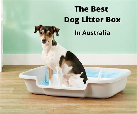 How To Train Your Dog To Use The Litter Box