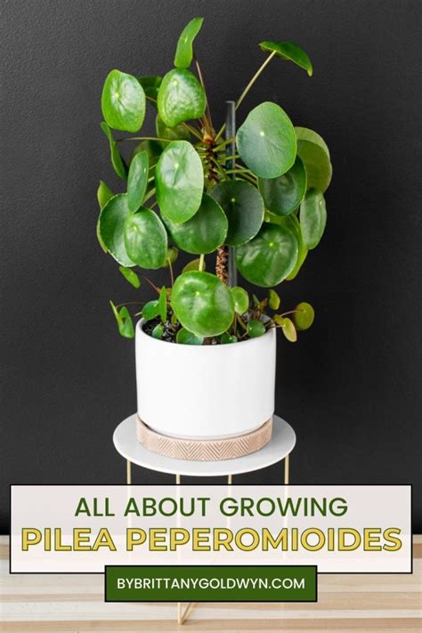 Pilea Peperomioides Pin By Brittany Goldwyn Live Creatively