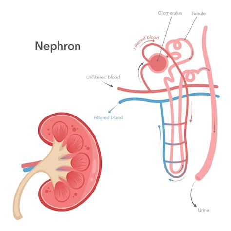 Diagrama de ilustración del vector de la ciencia de la nefrona del