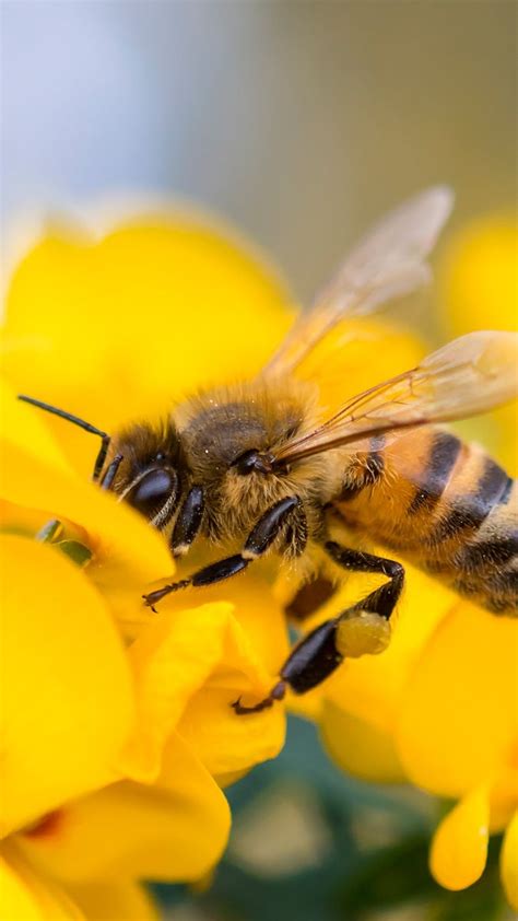 Bee On Yellow Flowers