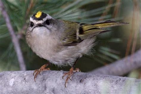 Golden-crowned Kinglet Pictures and Photos - Photography - Bird | Wildlife | Nature ...