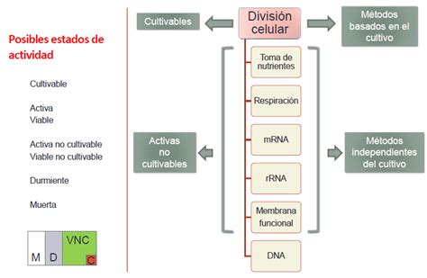 Tema Detecci N Enumeraci N E Identificaci N De Microorganismos