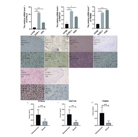 QRT PCR And Immunohistology A C Plots Show The Expression Of These