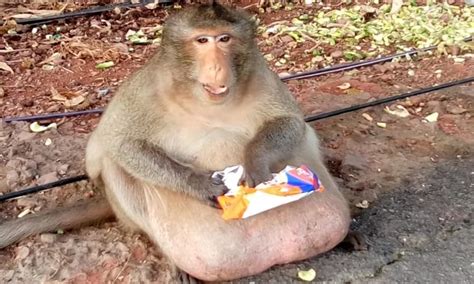 Extremely Overweight Monkey Rescued And Sent To Fat Camp In Thailand