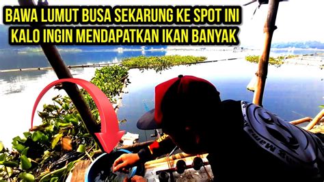 SANGAT RAKUS MAKAN UMPAN LUMUT BUSA MANCING DI SPOT INI MANCING