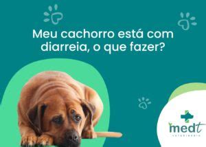 Meu cachorro está diarreia o que fazer Clínica Vet