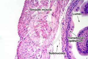 Rat Urinary Bladder Transverse Section X Rat Mammals