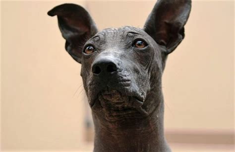 Xoloitzcuintle Qué es características alimentación origen rasgos