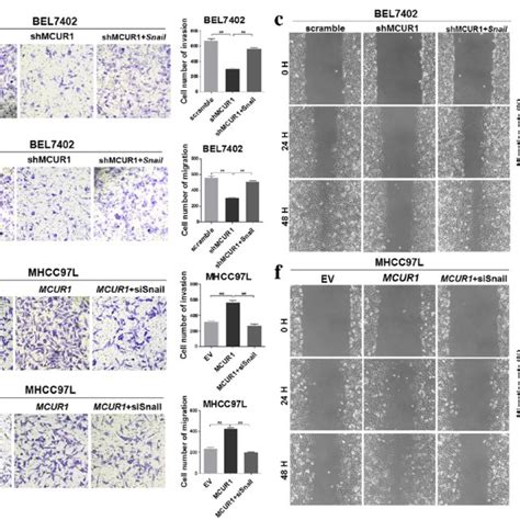 Mcur Promoted In Vitro Invasion And Migration Of Hcc Cells By