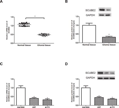 SCUBE2 Was Lowly Expressed In Glioma Tissue And Cell Lines A B