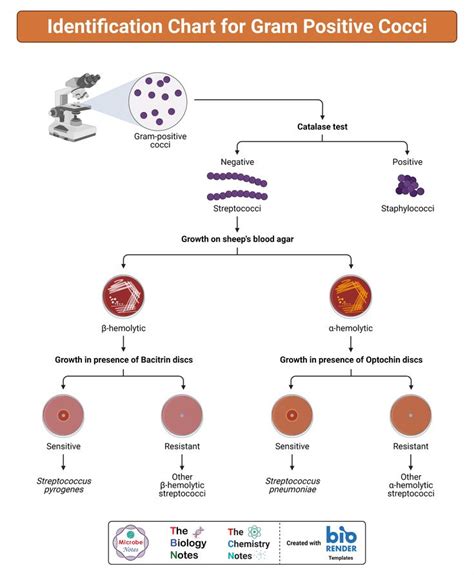 Identification Chart For Gram Positive Cocci Microbiology Medical