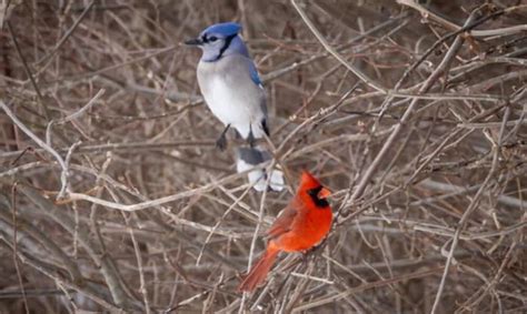 Spiritual Meaning of Seeing a Blue Jay and Cardinal Together