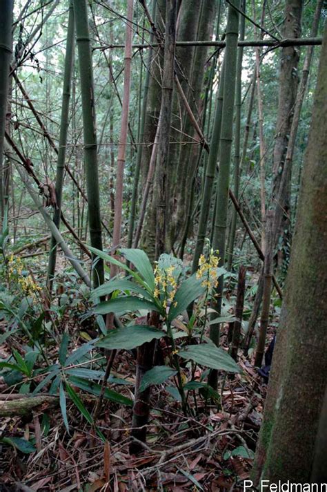 Cephalantheropsis Obcordata Lindl Ormerod