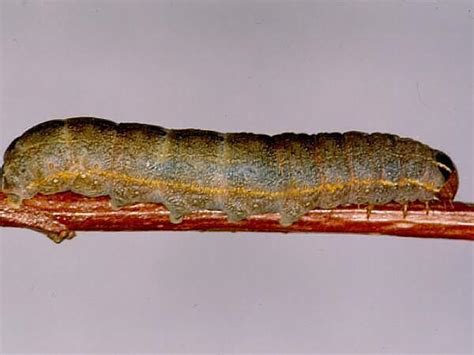 Moth Photographers Group – Moth Larvae Plate 07.0 – Noctuidae (2)