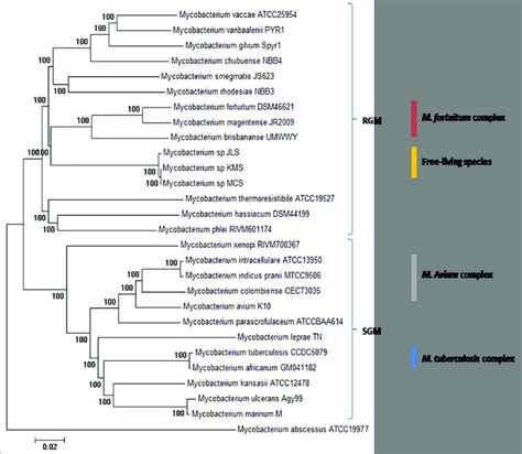 Phylogenetic Tree Of Mycobacterium Species Constructed Using 531 Download Scientific Diagram