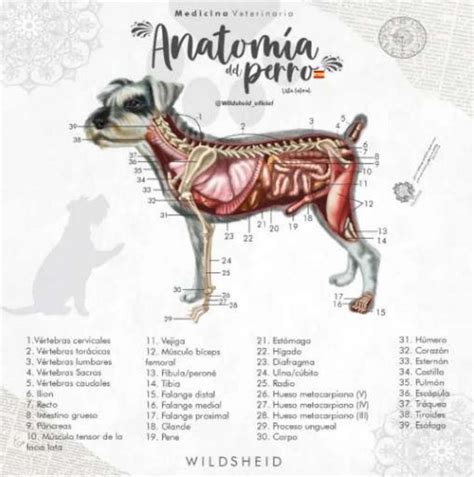 Anatomía del Perro uDocz Anatomía del perro Veterinaria y