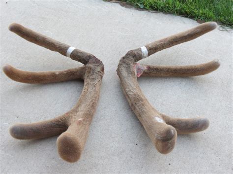 Velvet Antler Supplements for People - Minnesota Elk Breeders Association