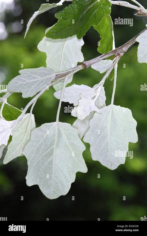 White Poplar Populus Alba Salicaceae Stock Photo Alamy