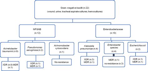 Distribution Of Gram Negative Bacilli Nfgnb Nonfermenting Download Scientific Diagram