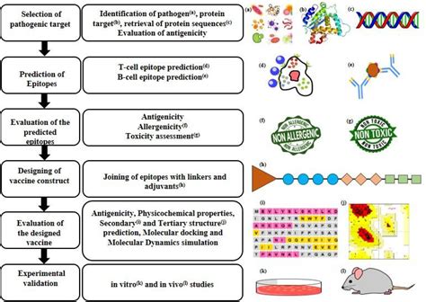 Current Update On Rotavirus In Silico Multiepitope Vaccine Design Acs