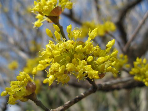 Filecornus Officinalis8