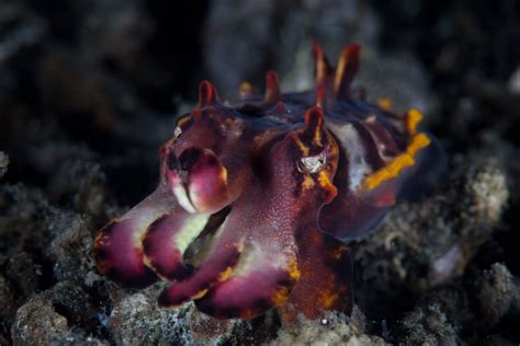 Flamboyant Cuttlefish Facts | CRITTERFACTS