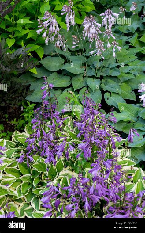 Flowering Hostas Hosta Little Wonder Hosta Blue Boy Stock Photo