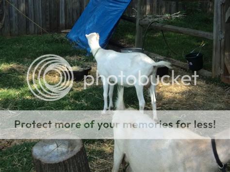 Old Scruffy Goat And A Couple New Ones Homesteading Forum