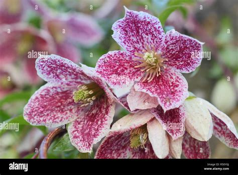 Clematis Cirrhosa Cultivar Hi Res Stock Photography And Images Alamy
