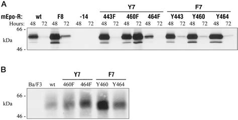 A Western Blot Of Cho Cells Transfected With Mutant Mepo R Cho Cells