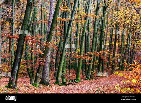 Beech Trees Fagus Sylvatica Colourful Foliage In The Woods Autumnal