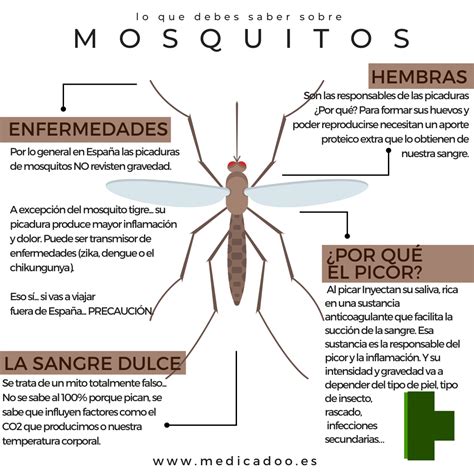 Lo Que Debes Saber Sobre Los Mosquitos Medicadoo