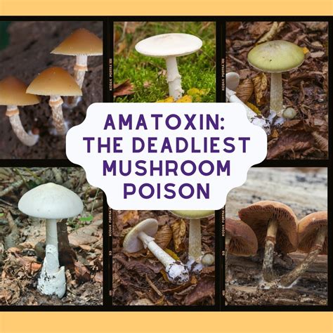 American Matsutake Identification Foraging And Concerns Mushroom