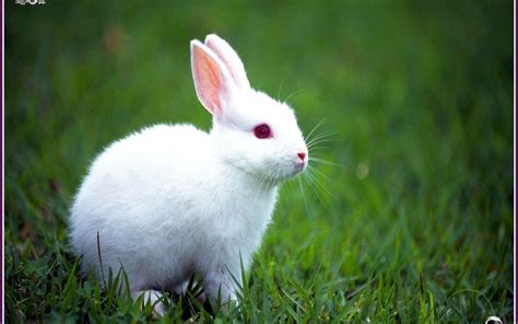 White Baby Bunny Wallpaper