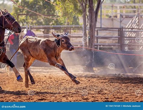 Calf Roping at a Country Rodeo Stock Image - Image of race, nature ...