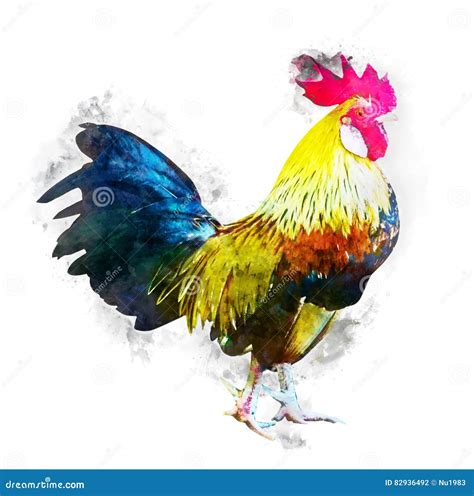 Beautiful Rooster Watercolor Effect With Clipping Path Stock