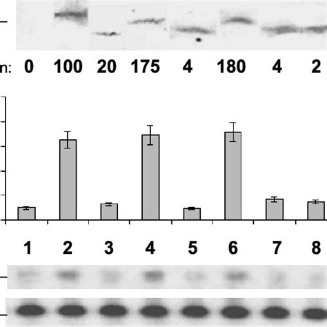 A Western Blot Of Urg In Hepg Lane Hepg Pcdna Lane