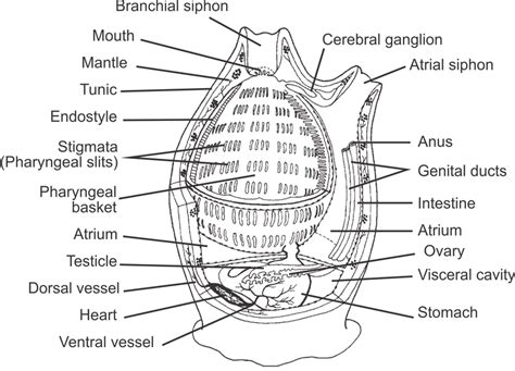 Phylum Urochordata Ascidia