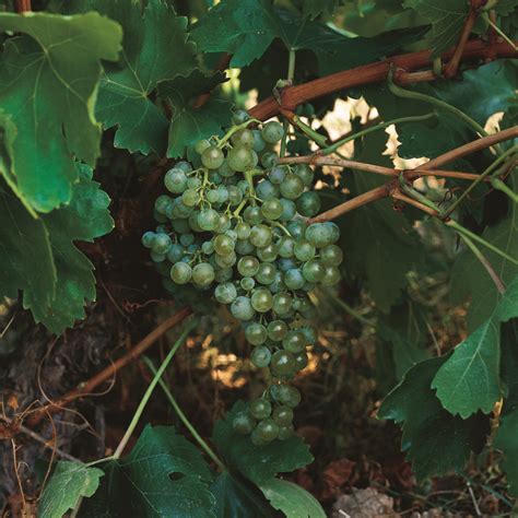 Uva De Vino Alarije Malvasía De Rioja