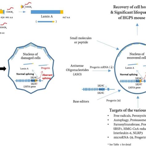 A Schematic Presentation Of The Post Translational Processing Of Lamin