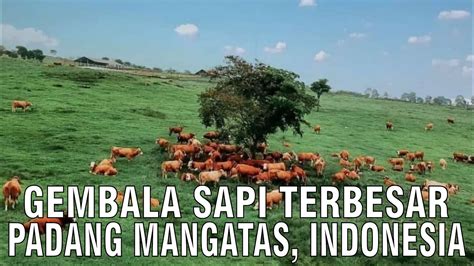 Padang Mangatas Penggembalaan Sapi Terbesar Di Indonesia Youtube