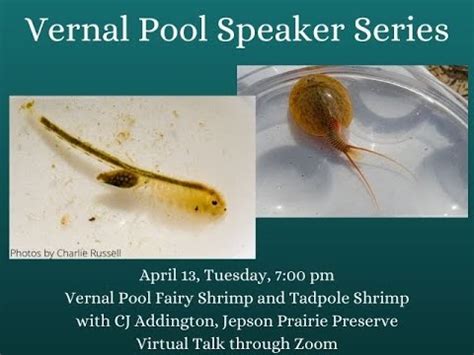 Vernal Pool Speaker Series Vernal Pool Fairy Shrimp Tadpole Shrimp