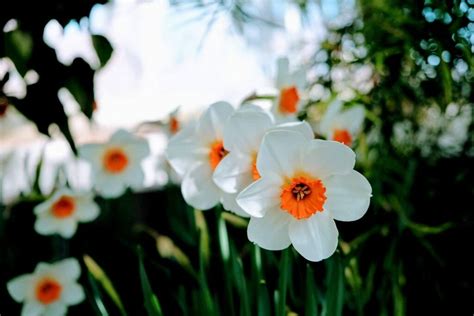 Ultimate Guide To The Narcissus Flower Meaning Symbolism Petal