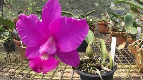 Como Cultivar Cattleya Walkeriana YouTube